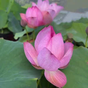 Book Boy Mini Lotus Lotus (Bare Root)