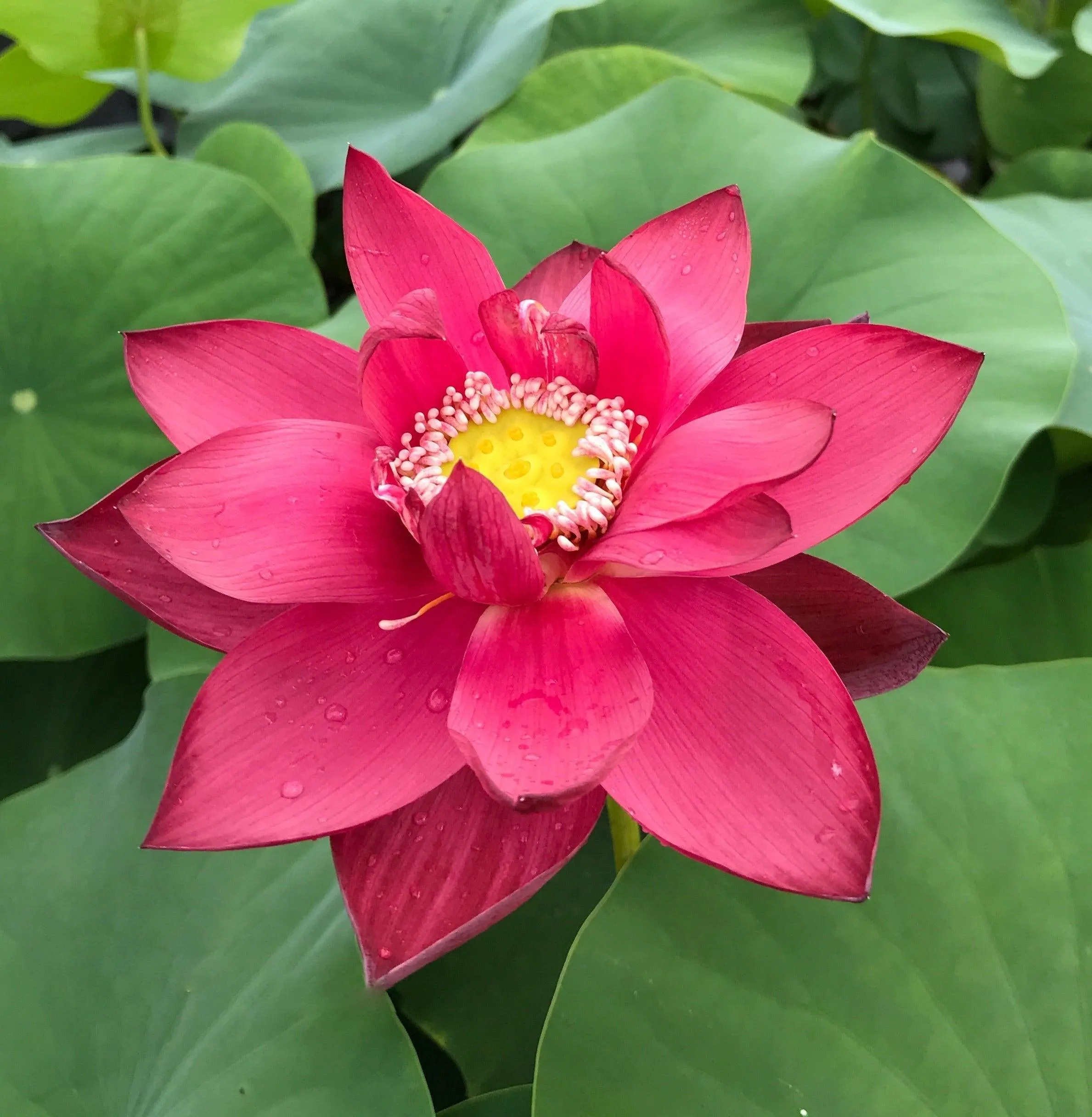 Chinese Red Beijing Lotus (Bare Root)