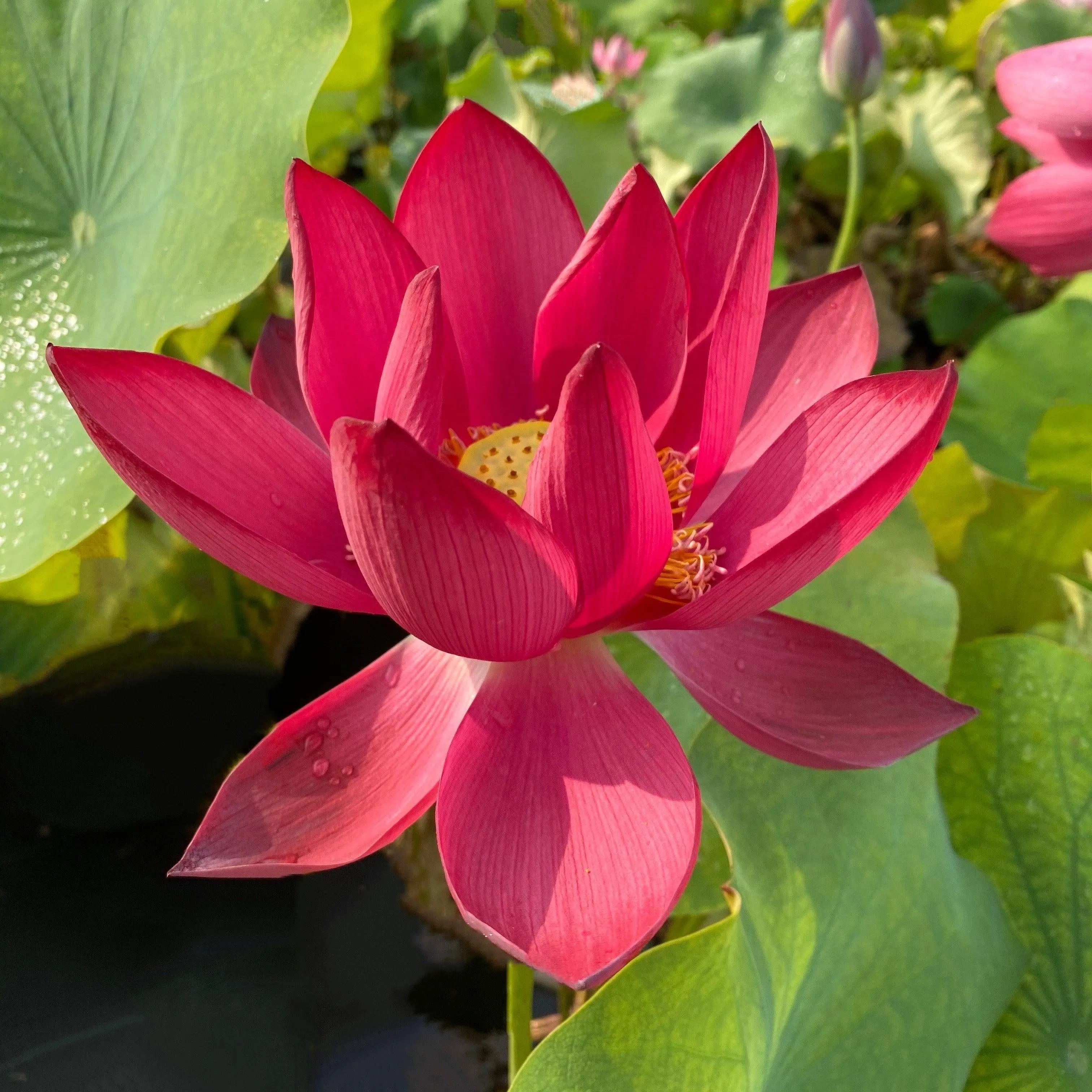 Chinese Red Beijing Lotus (Bare Root)