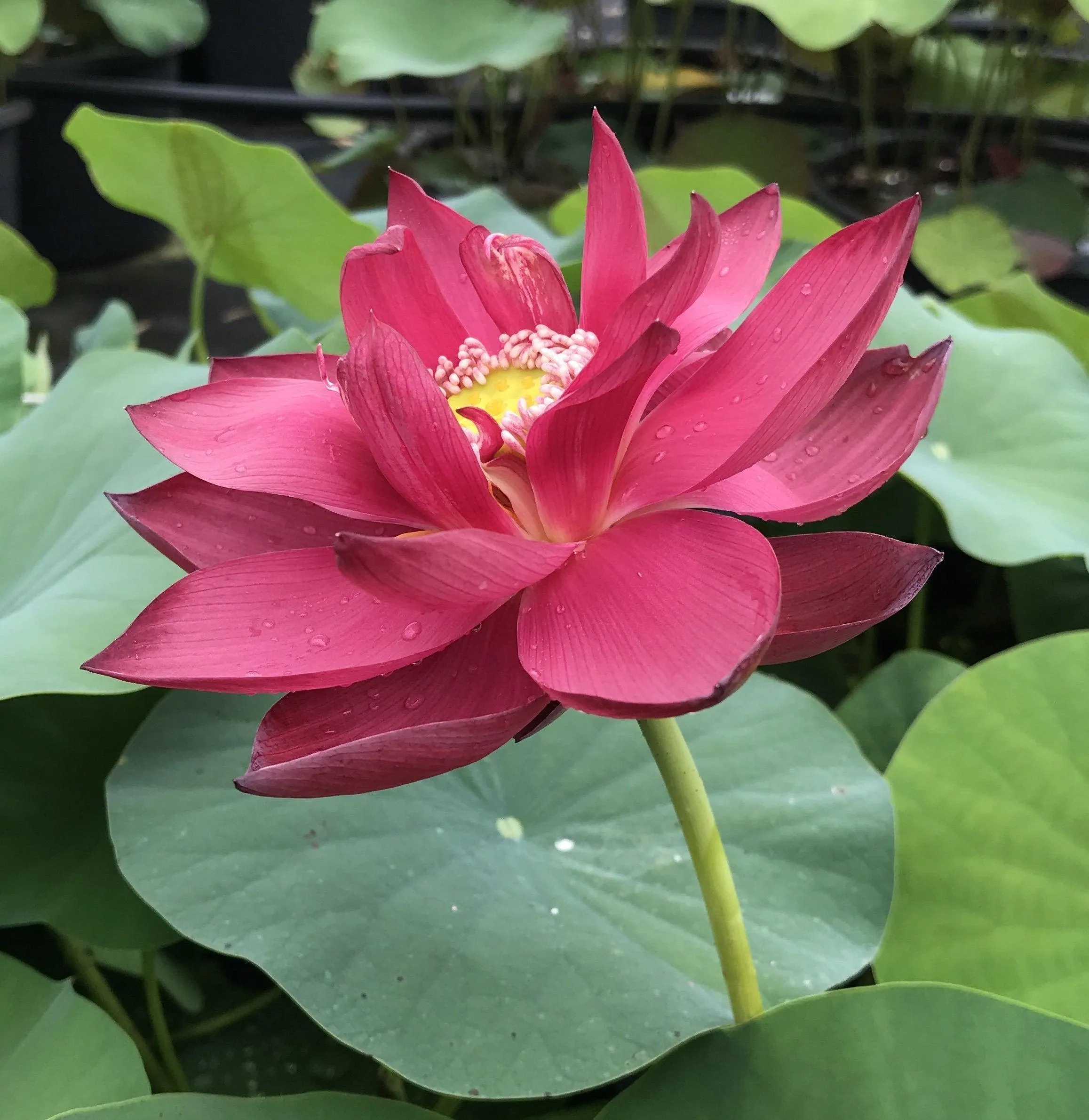 Chinese Red Beijing Lotus (Bare Root)