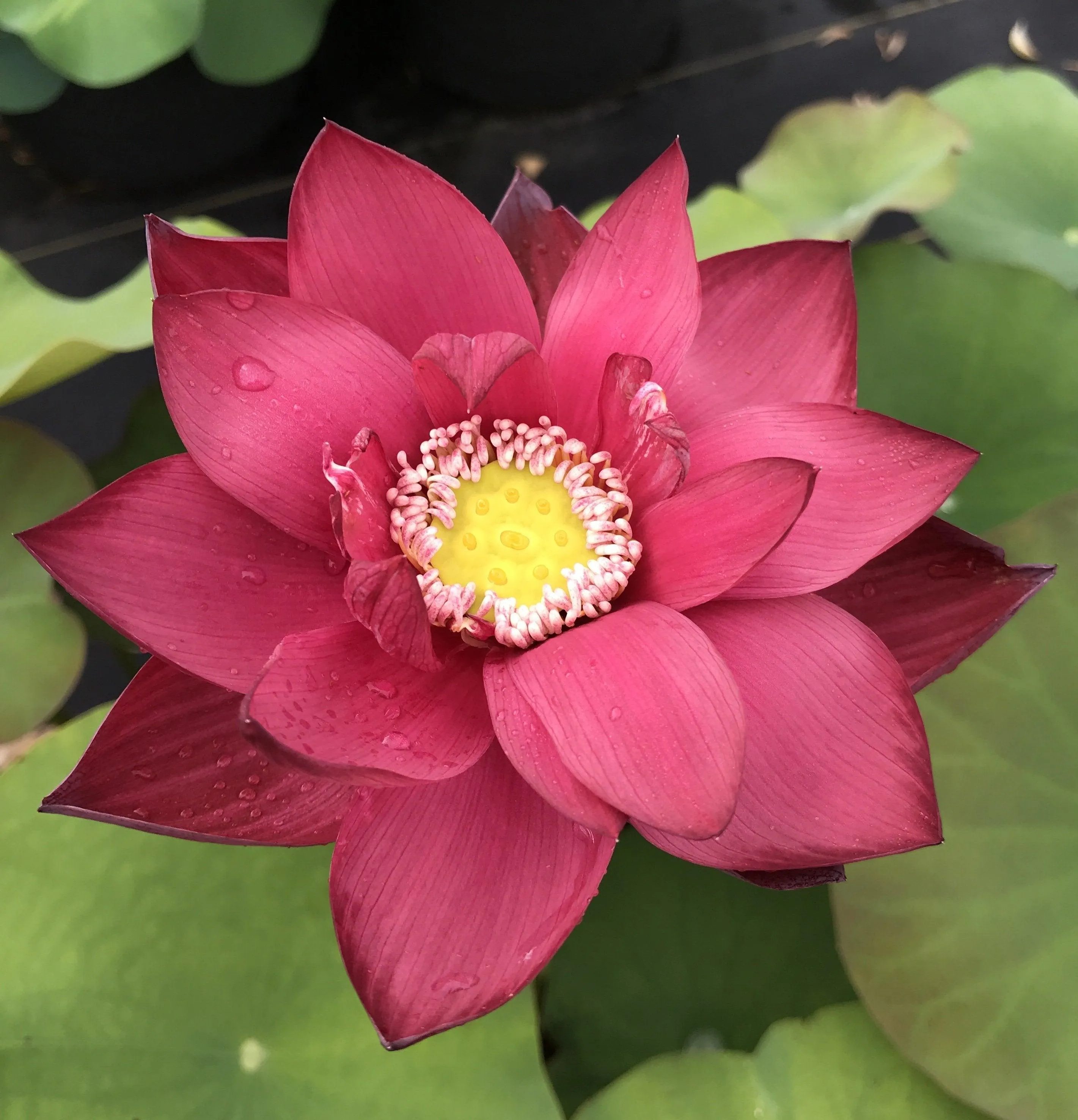 Chinese Red Beijing Lotus (Bare Root)