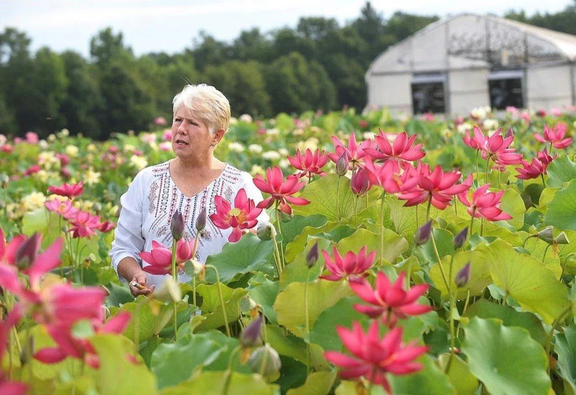 Chinese Red Beijing Lotus (Bare Root)