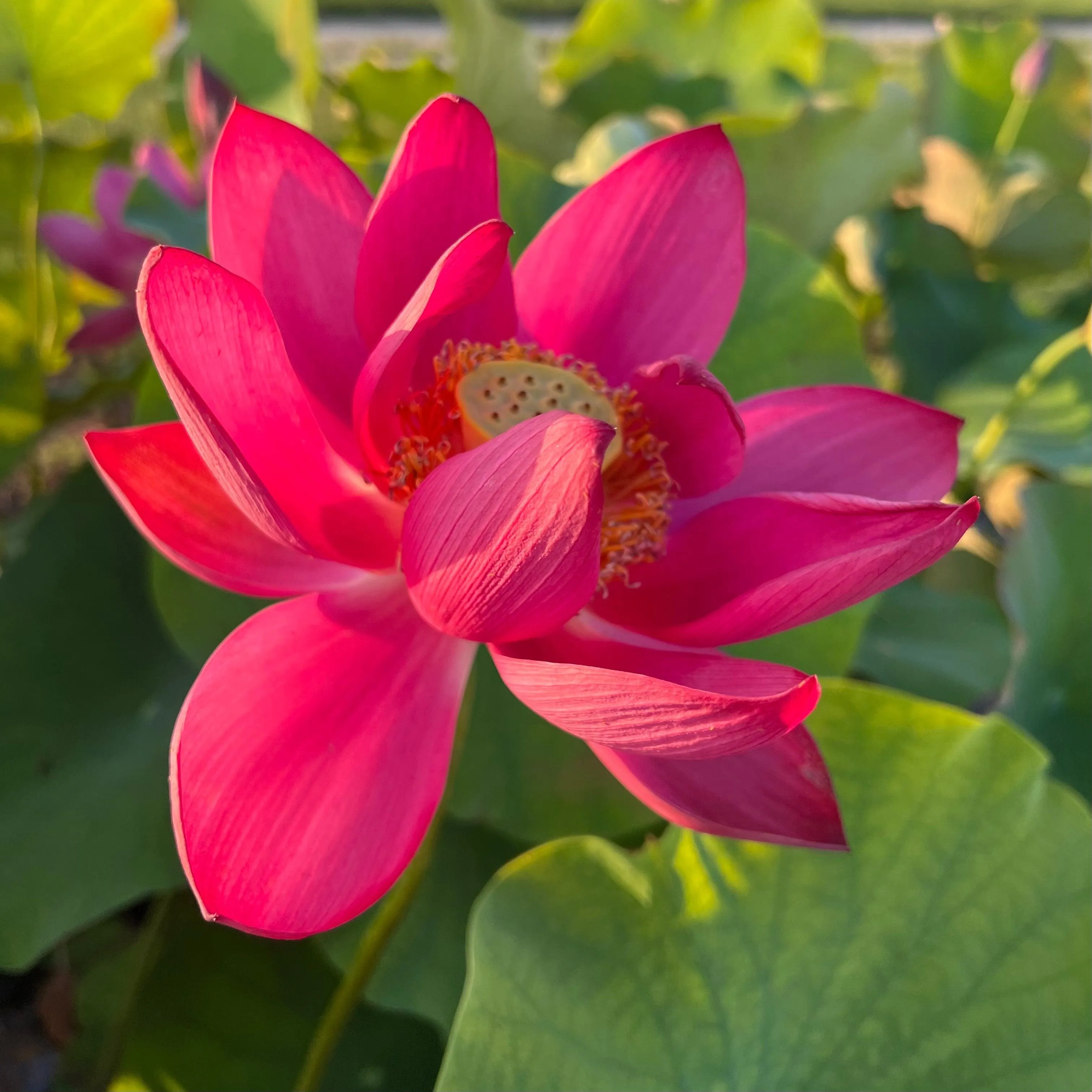 Chinese Red Beijing Lotus (Bare Root)