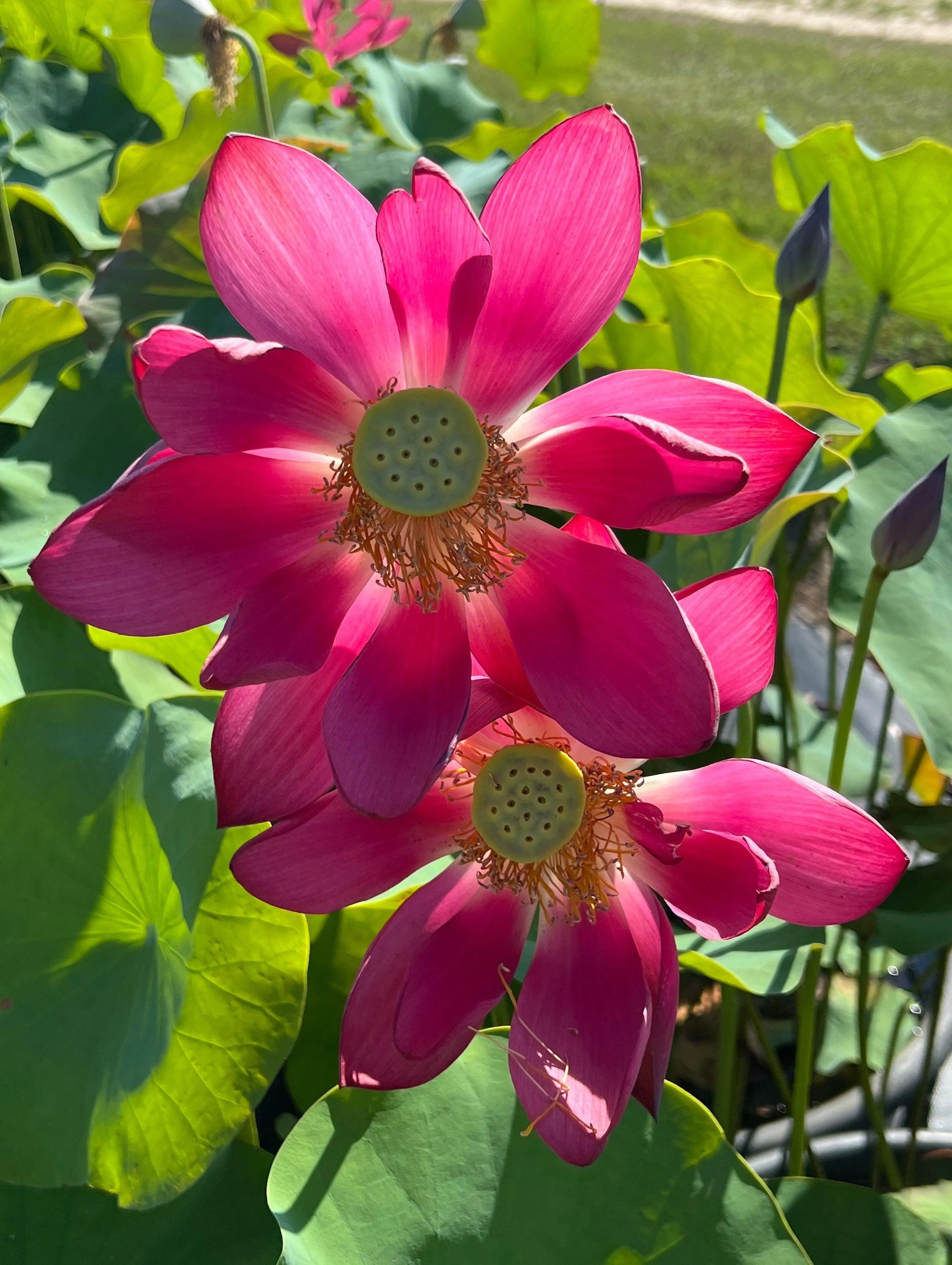 Chinese Red Beijing Lotus (Bare Root)