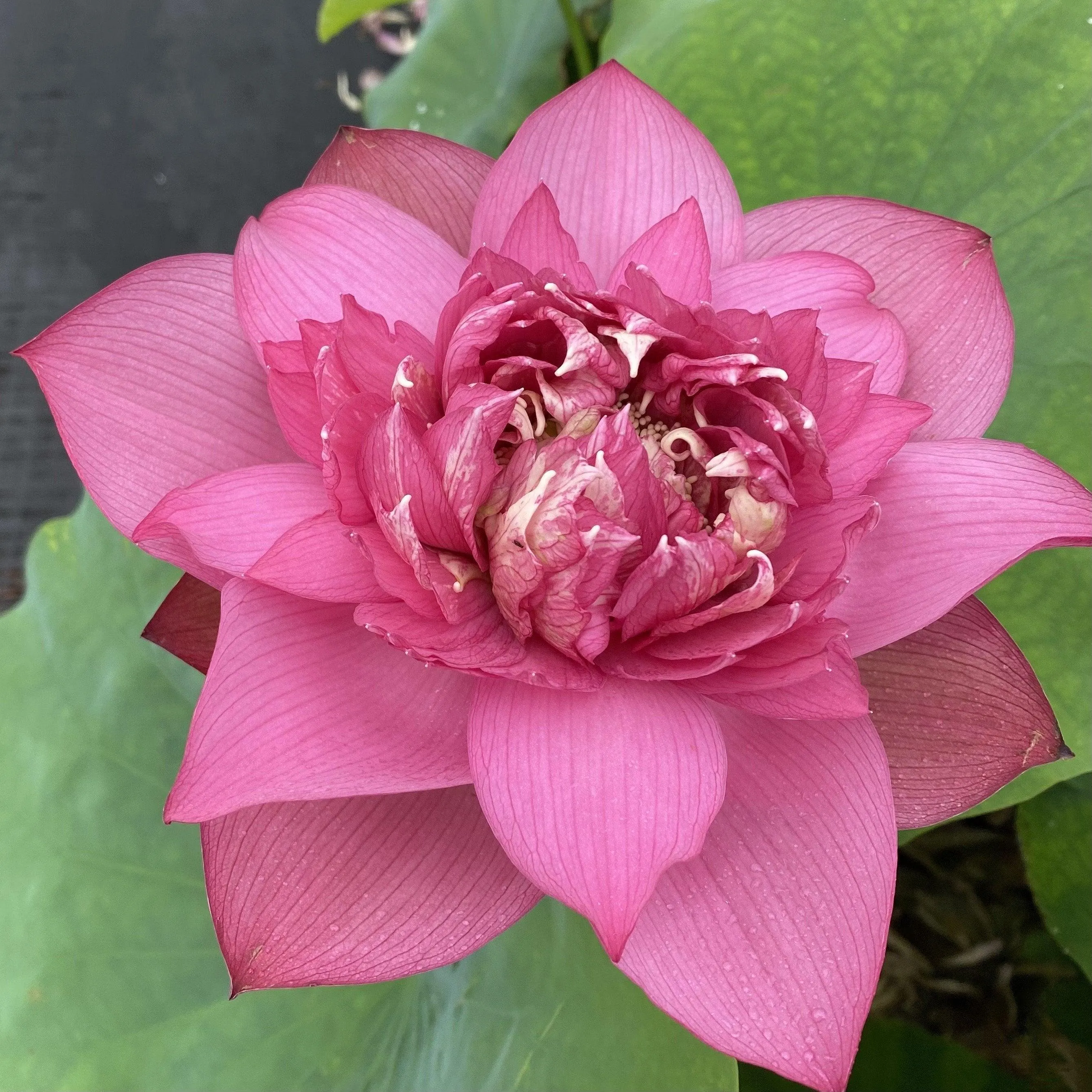 Chinese Ruijin - Red City Series Lotus (Bare Root)