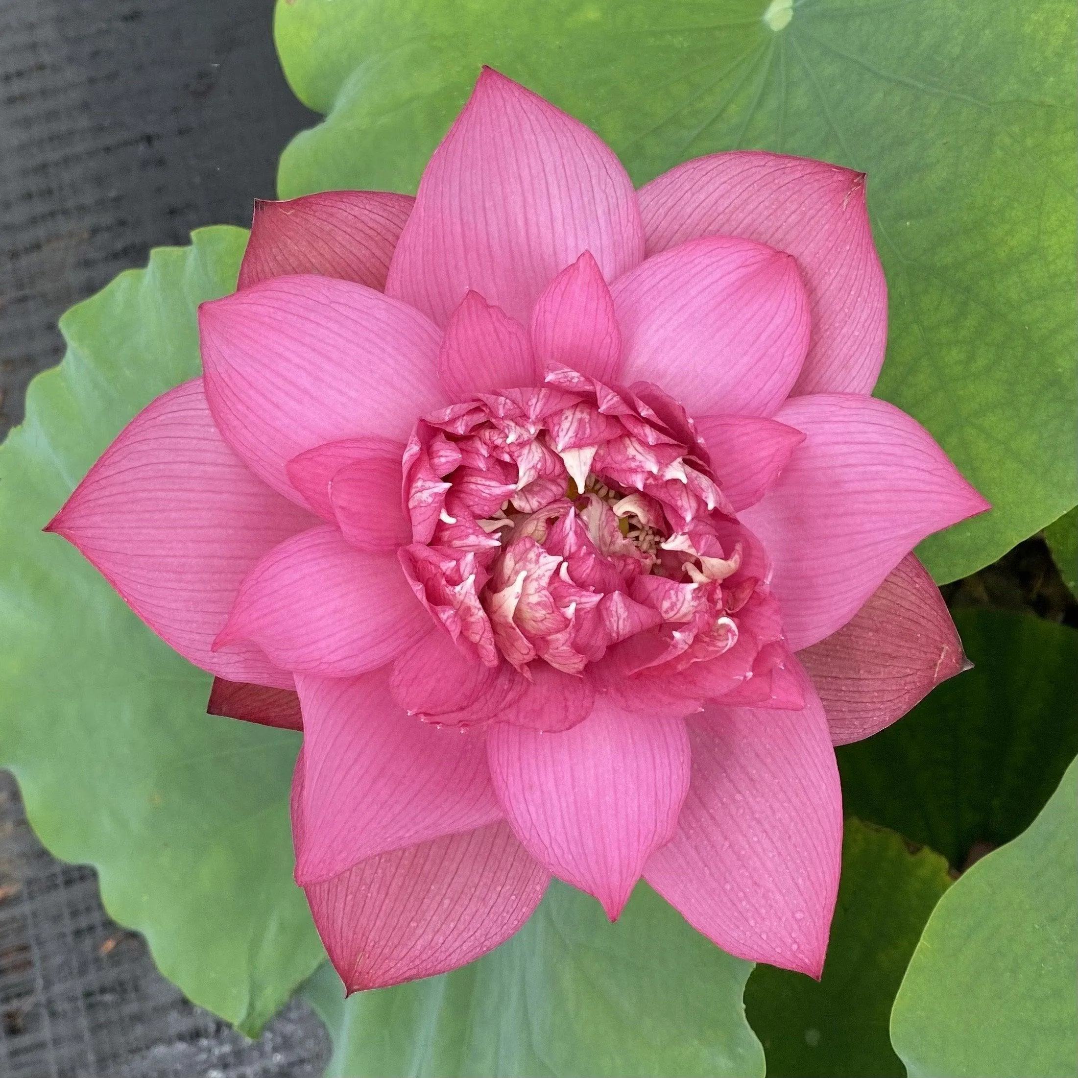 Chinese Ruijin - Red City Series Lotus (Bare Root)